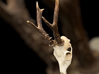 Ree - schedel met gewei - afbeelding 1 van  4