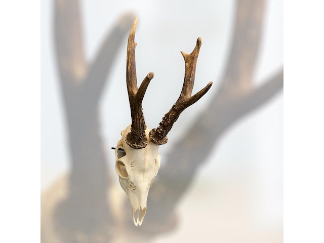 Ree - schedel met gewei - afbeelding 2 van  4