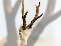 Ree - schedel met gewei - afbeelding 2 van  4