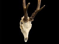 Ree - schedel met gewei - afbeelding 3 van  4