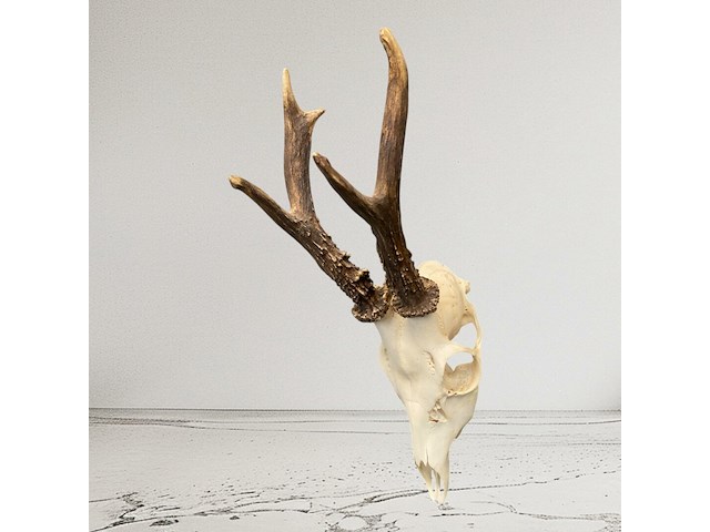 Ree - schedel met gewei - afbeelding 4 van  4