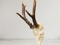 Ree - schedel met gewei - afbeelding 4 van  4