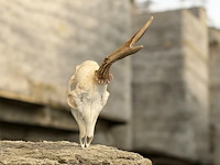 Ree - schedel met gewei - afbeelding 1 van  3