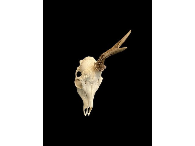 Ree - schedel met gewei - afbeelding 2 van  3