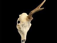 Ree - schedel met gewei - afbeelding 2 van  3