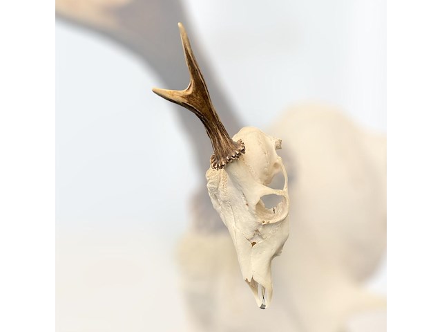 Ree - schedel met gewei - afbeelding 3 van  3