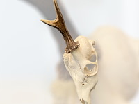 Ree - schedel met gewei - afbeelding 3 van  3