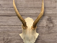 Ree - schedel met gewei - afbeelding 1 van  3