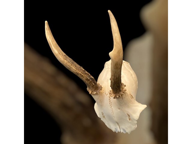 Ree - schedel met gewei - afbeelding 2 van  3