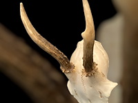 Ree - schedel met gewei - afbeelding 2 van  3