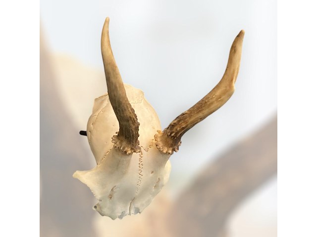 Ree - schedel met gewei - afbeelding 3 van  3