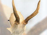 Ree - schedel met gewei - afbeelding 3 van  3