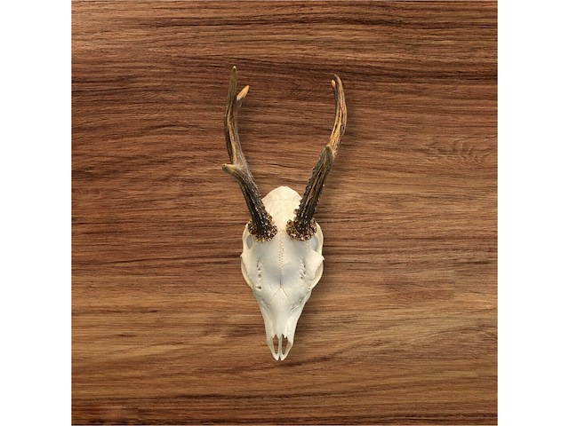 Ree - schedel met gewei - afbeelding 1 van  3