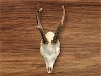 Ree - schedel met gewei - afbeelding 1 van  3