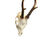 Ree - schedel met gewei - afbeelding 2 van  3