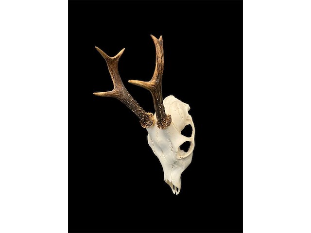 Ree - schedel met gewei - afbeelding 3 van  3
