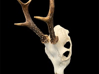 Ree - schedel met gewei - afbeelding 3 van  3