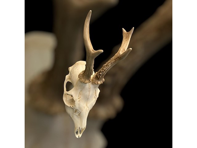 Ree - schedel met gewei - afbeelding 1 van  3