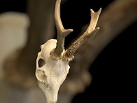 Ree - schedel met gewei - afbeelding 1 van  3