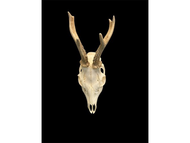 Ree - schedel met gewei - afbeelding 2 van  3