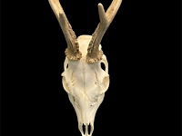 Ree - schedel met gewei - afbeelding 2 van  3