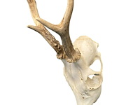 Ree - schedel met gewei - afbeelding 3 van  3