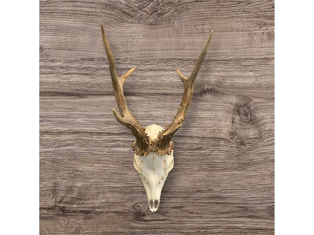 Ree - schedel met gewei - afbeelding 1 van  3