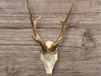 Ree - schedel met gewei - afbeelding 1 van  3