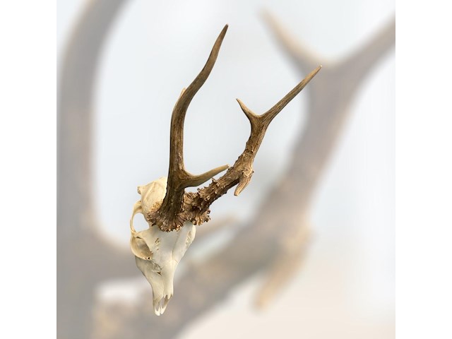 Ree - schedel met gewei - afbeelding 2 van  3