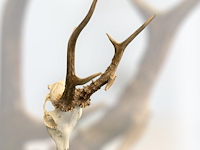 Ree - schedel met gewei - afbeelding 2 van  3