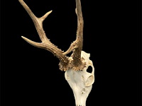 Ree - schedel met gewei - afbeelding 3 van  3