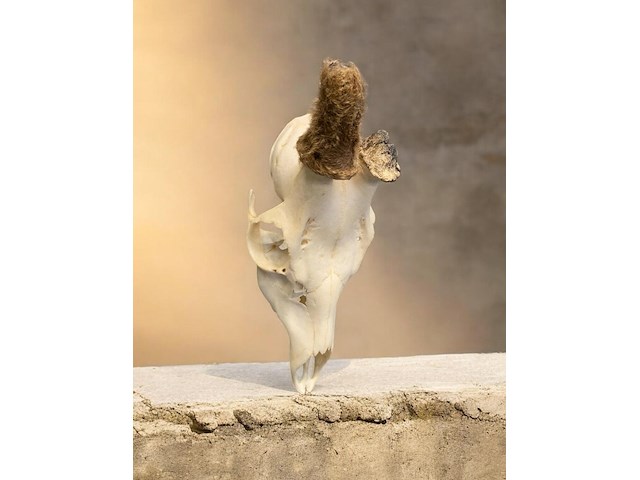 Ree - schedel met gewei - afbeelding 1 van  3