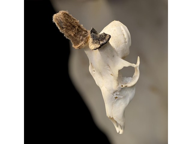 Ree - schedel met gewei - afbeelding 3 van  3