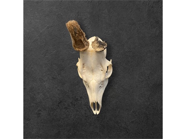 Ree - schedel met gewei - afbeelding 2 van  3