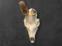 Ree - schedel met gewei - afbeelding 2 van  3