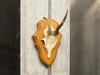 Ree - schedel met gewei - afbeelding 1 van  3