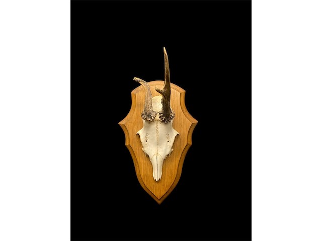 Ree - schedel met gewei - afbeelding 2 van  3