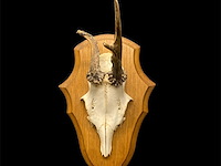 Ree - schedel met gewei - afbeelding 2 van  3