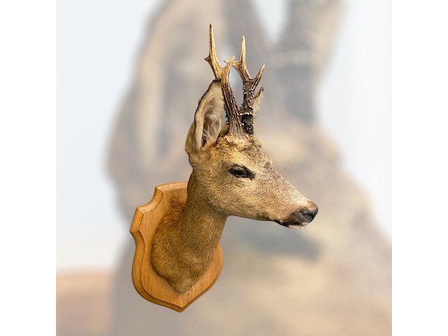 Ree - afbeelding 1 van  3