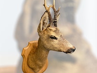 Ree - afbeelding 1 van  3