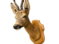 Ree - afbeelding 2 van  3