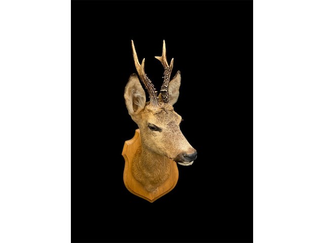 Ree - afbeelding 3 van  3