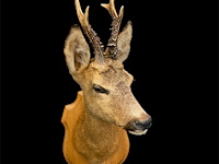 Ree - afbeelding 3 van  3