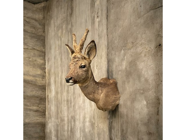 Ree - afbeelding 1 van  5