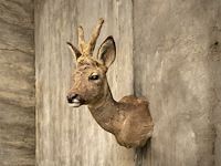 Ree - afbeelding 1 van  5