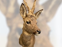 Ree - afbeelding 2 van  5