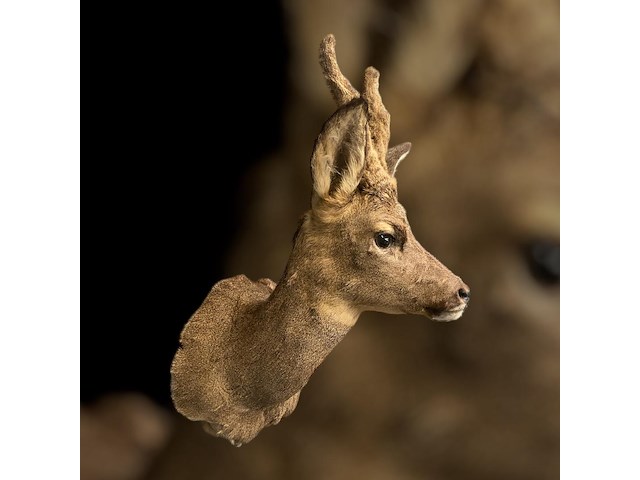 Ree - afbeelding 3 van  5