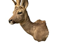 Ree - afbeelding 4 van  5