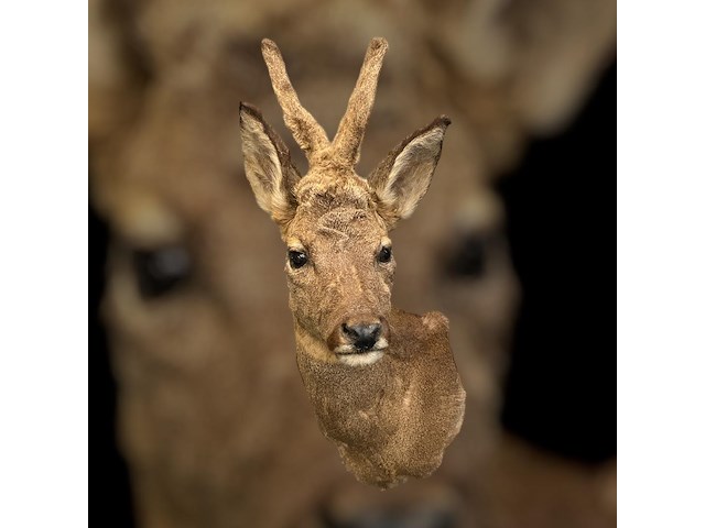 Ree - afbeelding 5 van  5