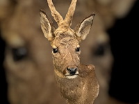 Ree - afbeelding 5 van  5